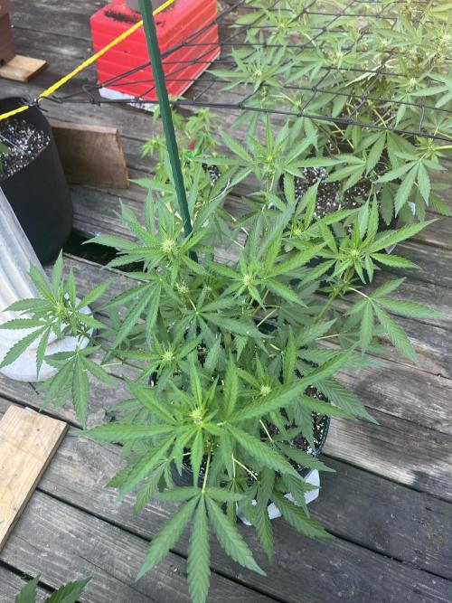 Blimburn Fat Bastard Auto Fox Farm Base. Week 7 - The middle little sister.