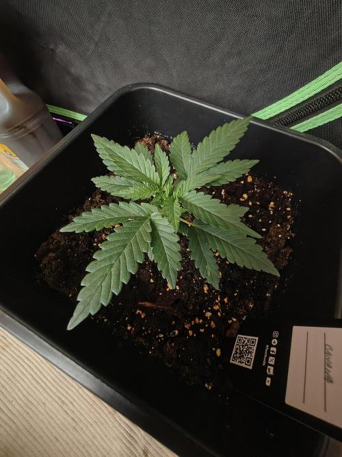 Strawberry Craze. Week 3
