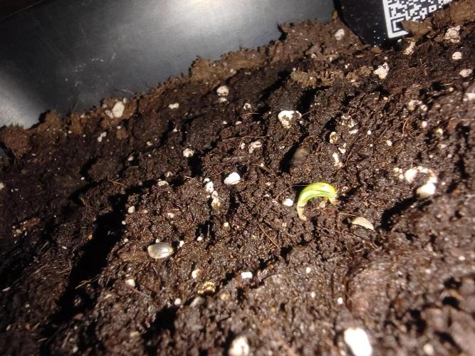 Revenge of the Strawberries. Week 0