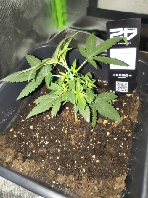 Strawberry Craze. Week 3 - Week 3 - Day 5