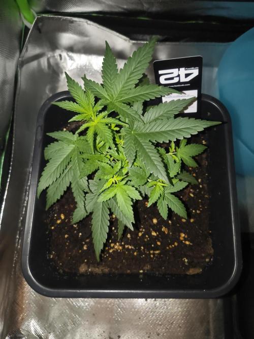 Strawberry Craze. Week 4