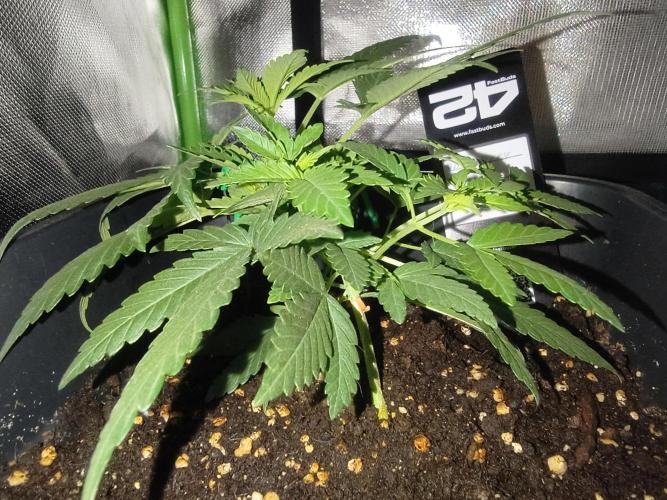 Strawberry Craze. Week 4
