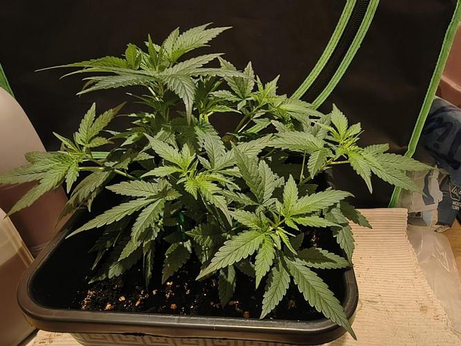 Strawberry Craze. Week 5