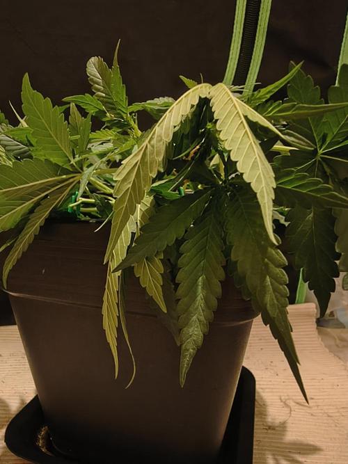 Strawberry Craze. Week 5 - Looks like instant death - leaves discoloration is just a camera effect