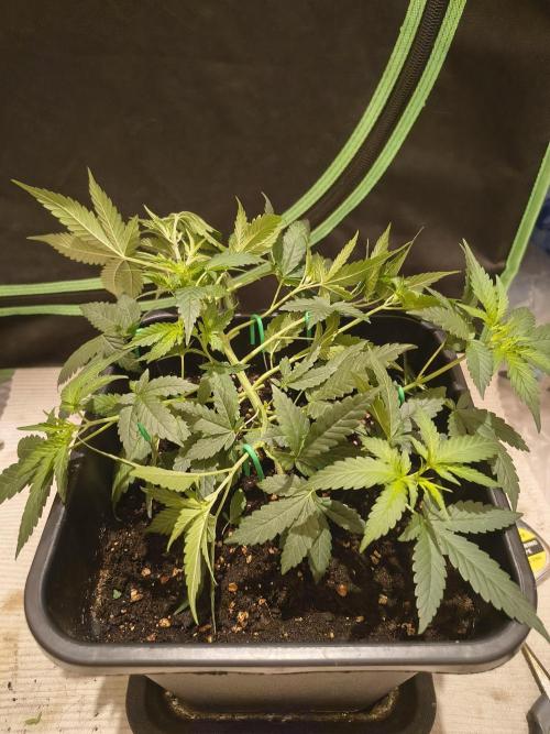 Strawberry Banana Auto. Week 5