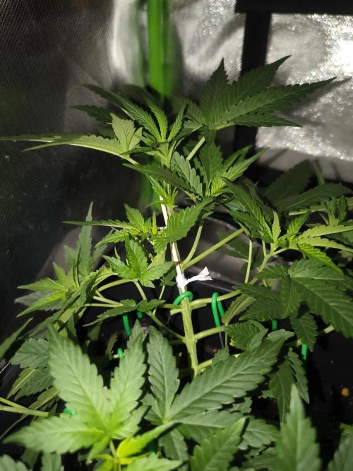 Strawberry Craze. Week 5 - Day after the accident
