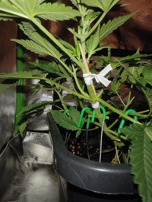 Strawberry Banana Auto. Week 5