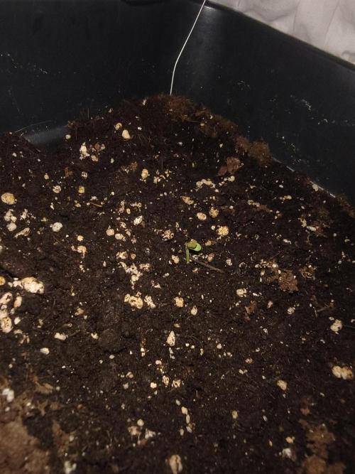 Hopeful Runtz Auto. Week 1
