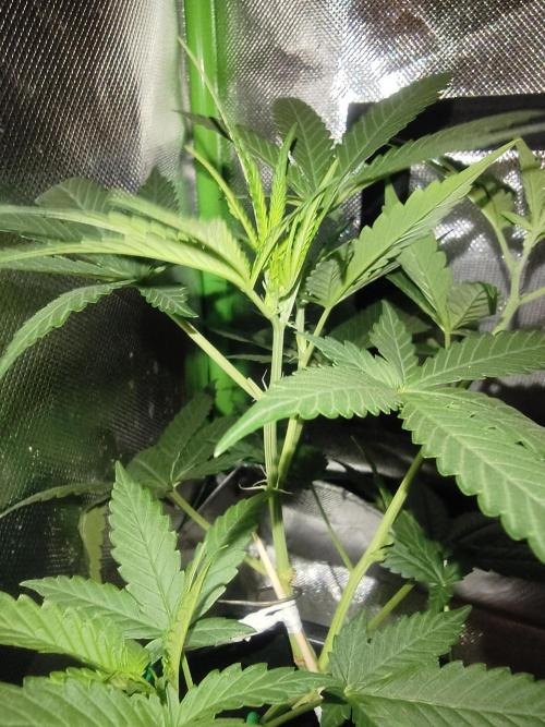 Strawberry Craze. Week 6 - Alive and well