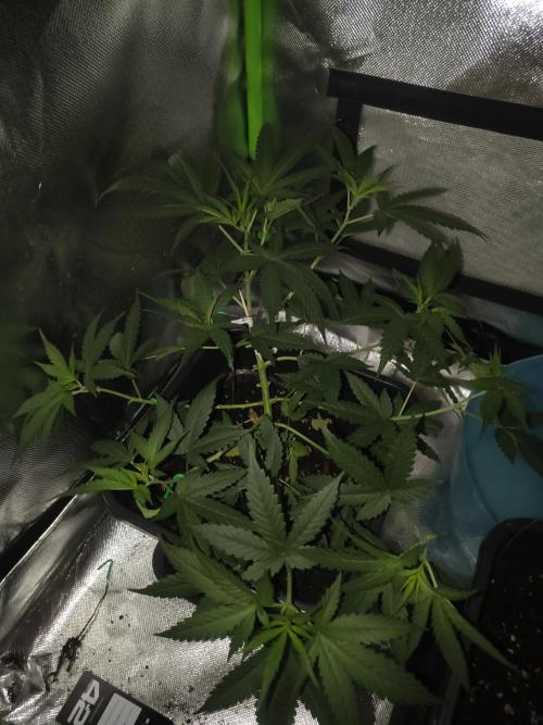 Strawberry Craze. Week 6 - After defol