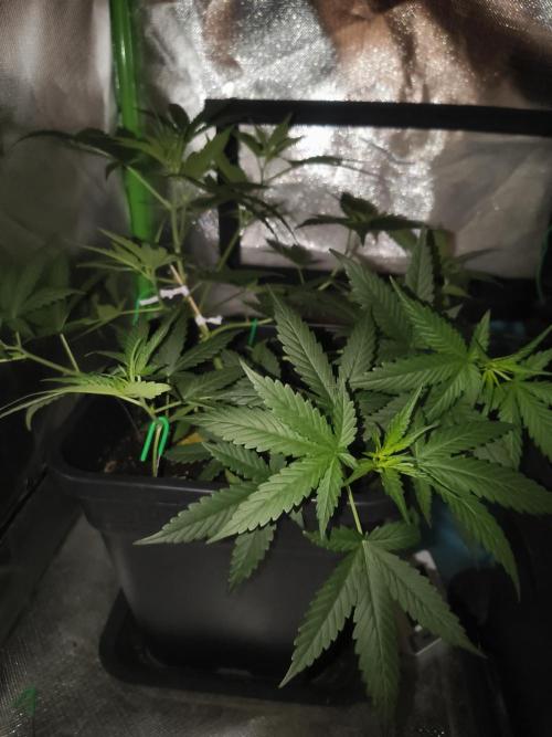 Strawberry Banana Auto. Week 6