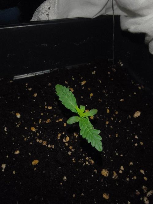 Teenage Mutant (Hopeful) Runtz Auto. Week 2