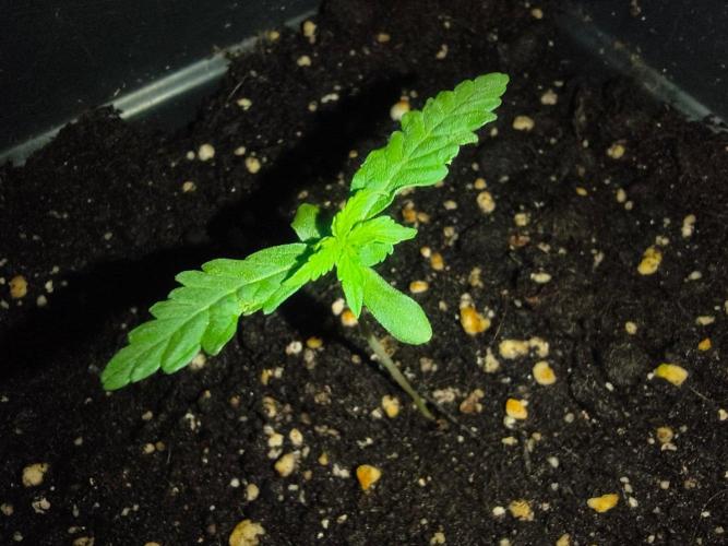 Teenage Mutant (Hopeful) Runtz Auto. Week 2