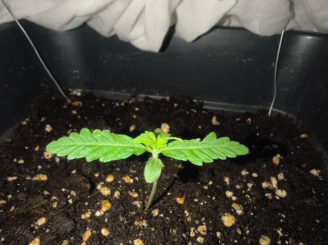 Teenage Mutant (Hopeful) Runtz Auto. Week 2