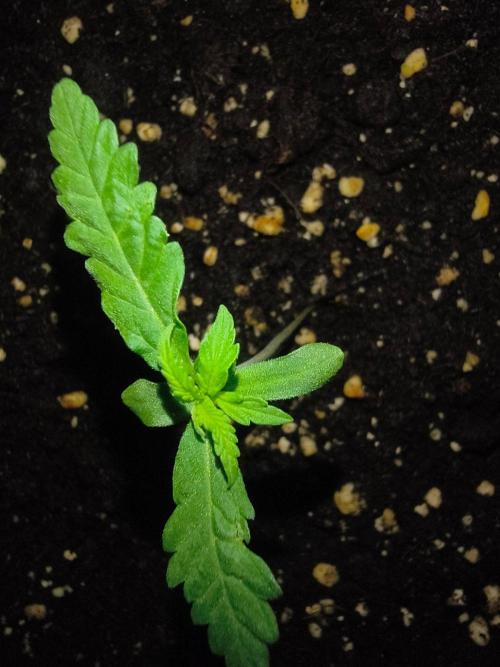 Runtz Auto. Week 2