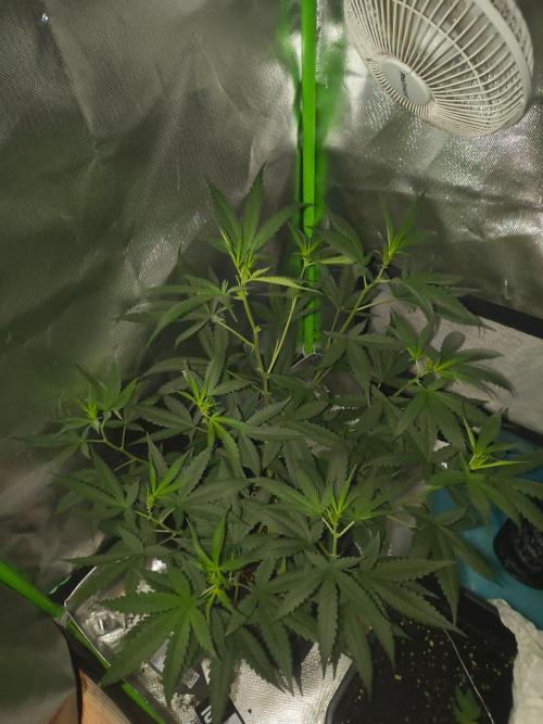 Strawberry Craze. Week 7