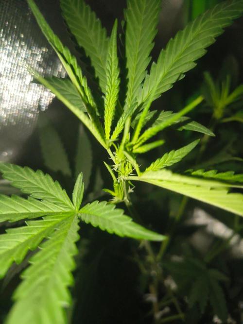Strawberry Craze. Week 7