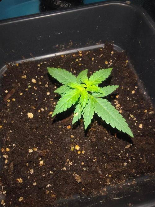 Teenage Mutant (Hopeful) Runtz Auto. Week 2