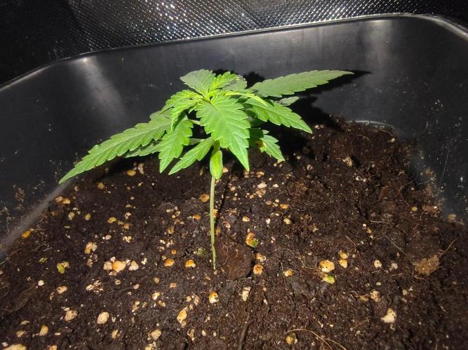 Teenage Mutant (Hopeful) Runtz Auto. Week 2