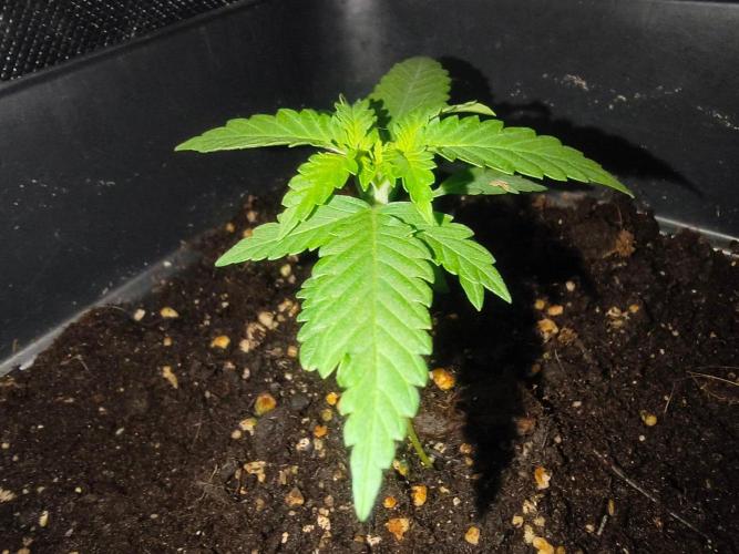 Teenage Mutant (Hopeful) Runtz Auto. Week 2