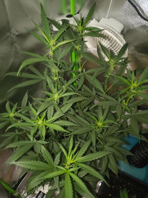 Strawberry Craze. Week 8