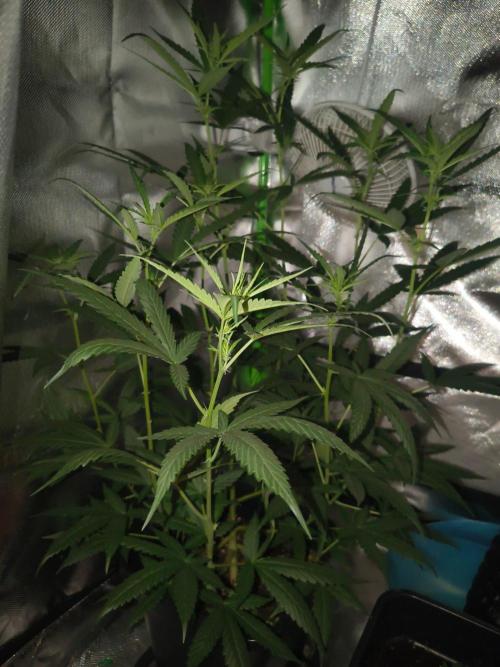 Strawberry Craze. Week 8