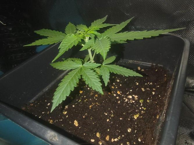 Teenage Mutant (Hopeful) Runtz Auto. Week 3