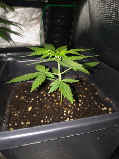 Teenage Mutant (Hopeful) Runtz Auto. Week 3
