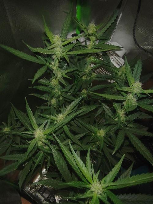 Strawberry Craze. Week 9