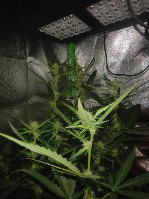 Strawberry Craze. Week 9