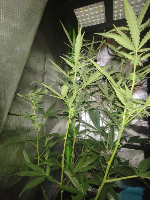 Strawberry Craze. Week 9