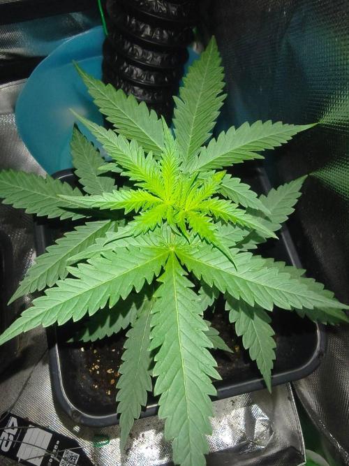 Teenage Mutant (Hopeful) Runtz Auto. Week 4