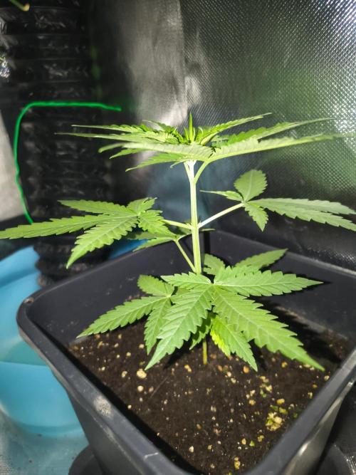 Teenage Mutant (Hopeful) Runtz Auto. Week 4