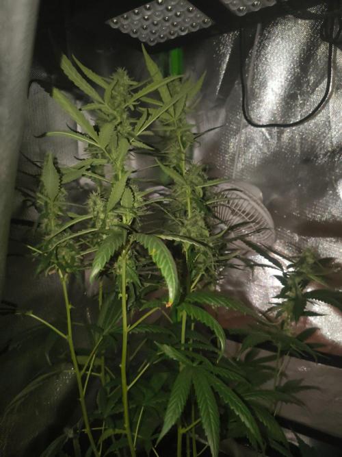 Strawberry Craze. Week 10