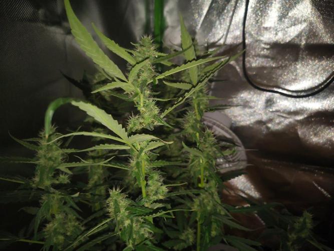 Strawberry Craze. Week 10