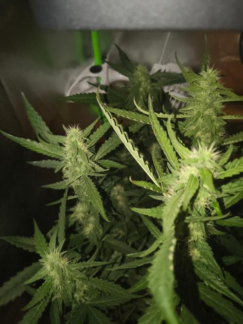 Strawberry Craze. Week 10