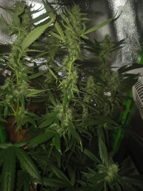Strawberry Craze. Week 10