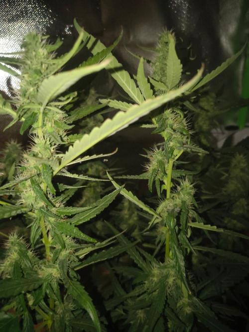 Strawberry Banana Auto. Week 10