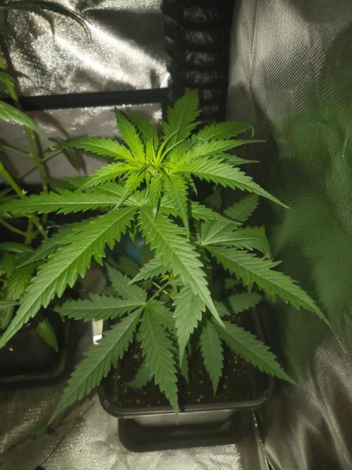 Teenage Mutant (Hopeful) Runtz Auto. Week 5