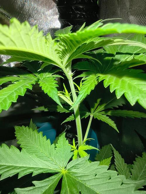 Teenage Mutant (Hopeful) Runtz Auto. Week 5
