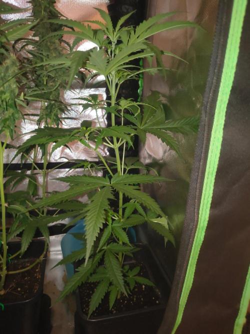 Teenage Mutant (Hopeful) Runtz Auto. Week 6