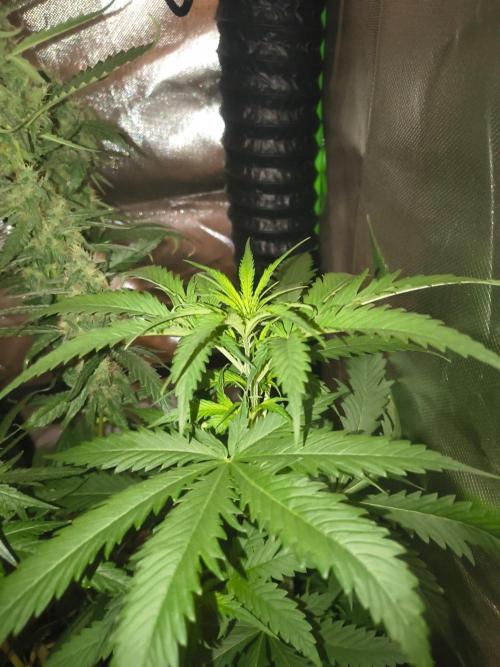Teenage Mutant (Hopeful) Runtz Auto. Week 6