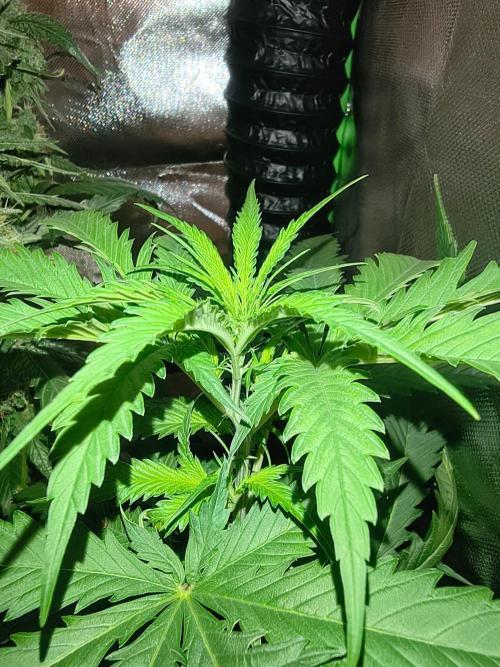 Teenage Mutant (Hopeful) Runtz Auto. Week 6