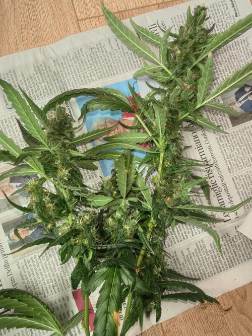 Strawberry Craze. Week 12