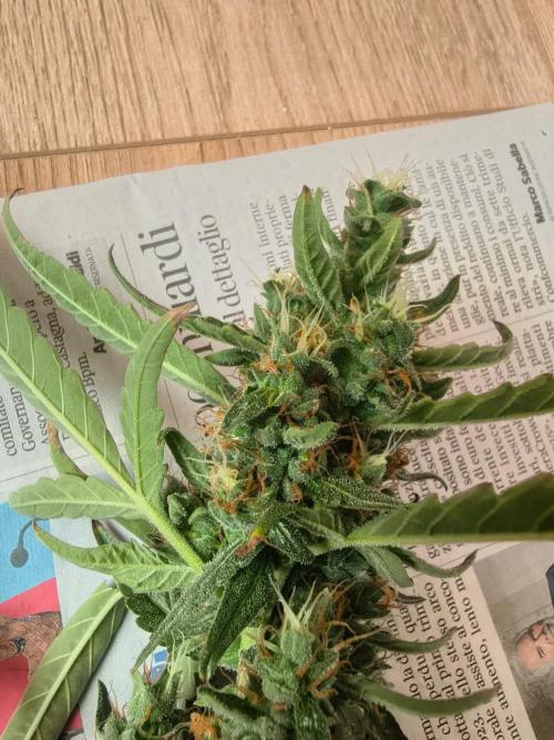 Strawberry Craze. Week 12