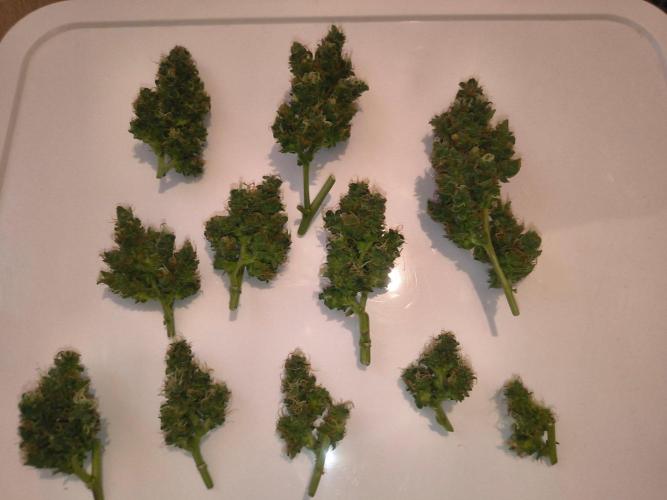 Strawberry Craze. Week 12