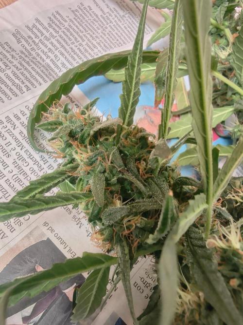 Strawberry Craze. Week 12