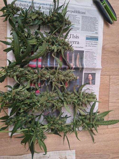 Strawberry Craze. Week 12