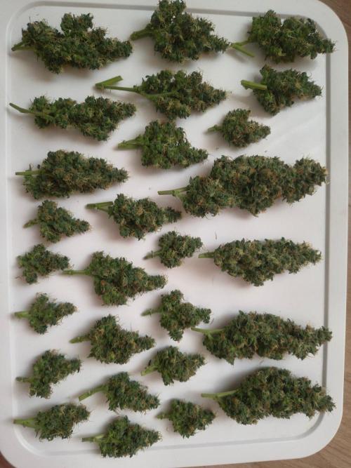Strawberry Craze. Week 12