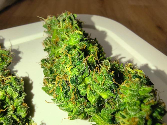 Strawberry Craze. Week 12